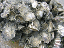 Oysters