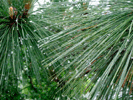 Pines 