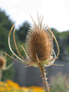 Thistle 